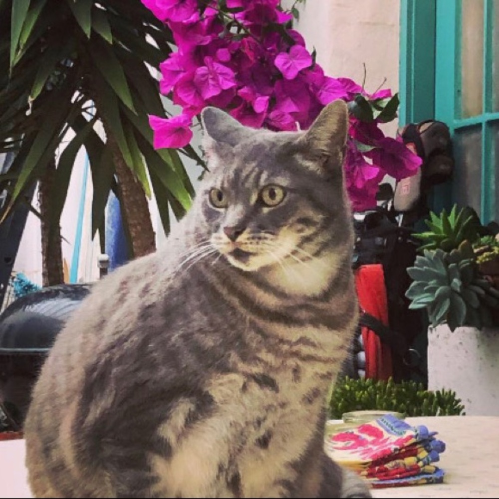 Meet your Posher, CocoVenice